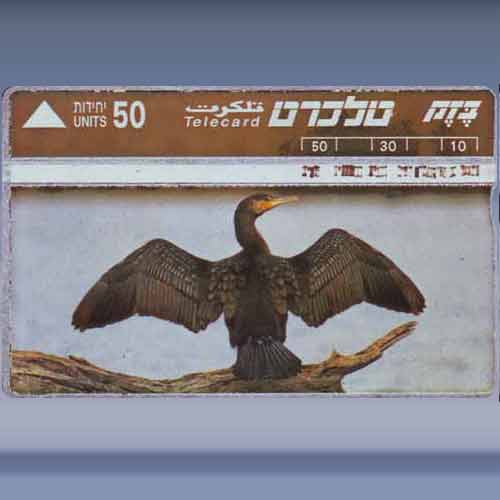 Large Cormoran